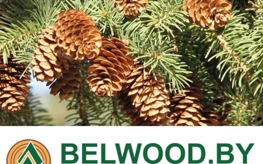 Продажа бизнеса Белорусский Лесной Портал Belwood.by