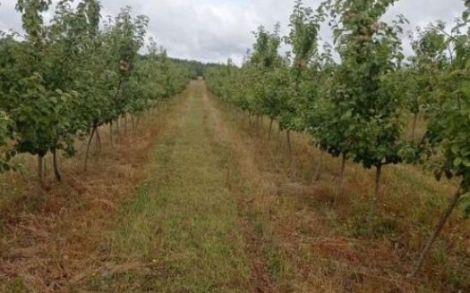Продается яблоневый сад с урожаем (КФК, Гродно)