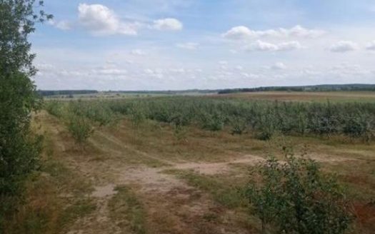 Продается яблоневый сад с урожаем (КФК, Гродно)