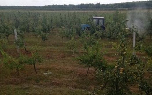 Продается яблоневый сад с урожаем (КФК, Гродно)